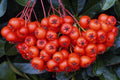 616041 Berries Of Pyracantha, Surrey, England A4 Photo Print
