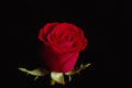 616042 Red Sweetheart Rose A4 Photo Print