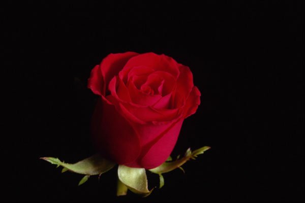 616042 Red Sweetheart Rose A4 Photo Print