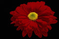616043 Red Daisy Chrysanthemum A4 Photo Print