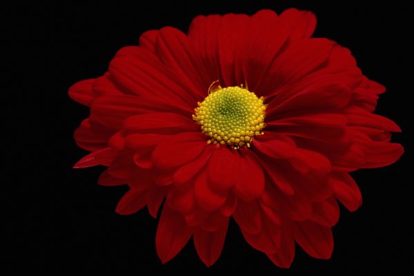 616043 Red Daisy Chrysanthemum A4 Photo Print