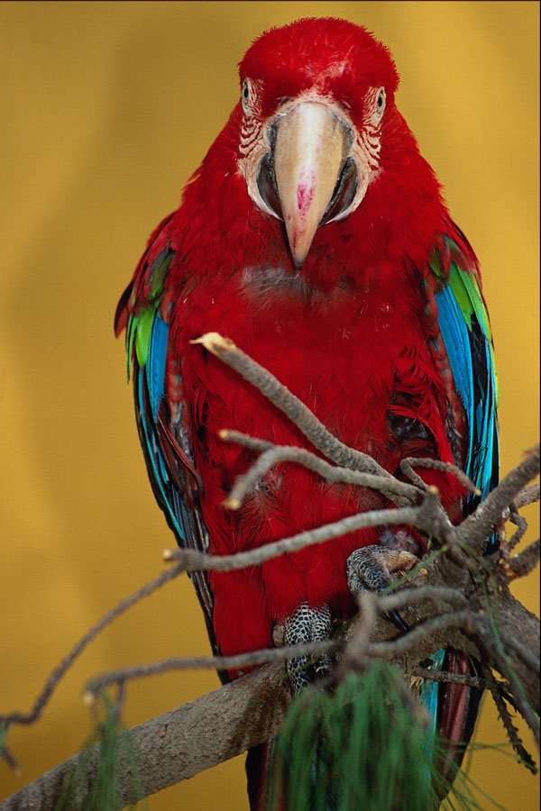 616046 Parrot A4 Photo Print