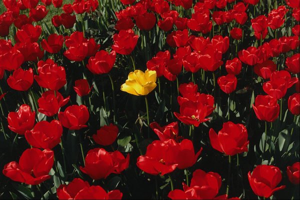 616051 Tulips A4 Photo Print