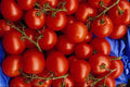 616080 Tomatoes A4 Photo Print