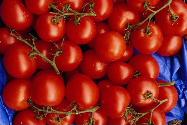 616080 Tomatoes A4 Photo Print