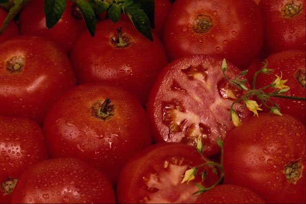 616083 Garden Tomatoes A4 Photo Print