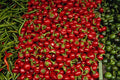 616084 Paprika A4 Photo Print