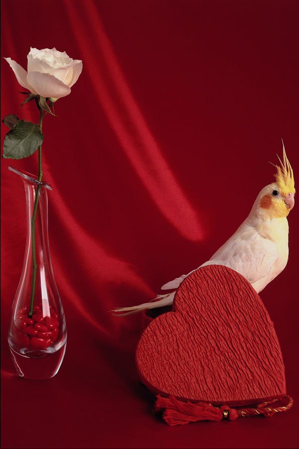 616099 White Rose, Red Satin, Cockatiel And Heart A4 Photo Print