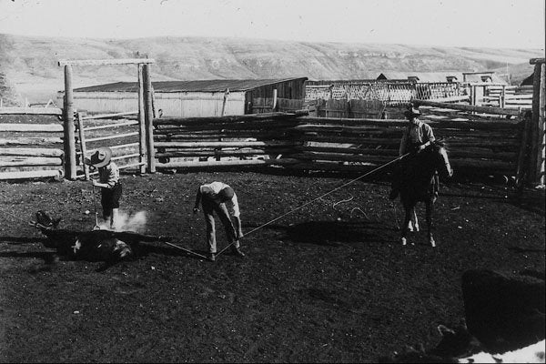 619005 Alberta, 1904, Photo Notman & Son C 7835 A4 Photo Print