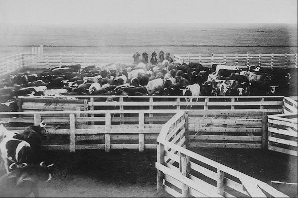 619007 Ranch, 1904, Photo Notman & Son C 8812 A4 Photo Print