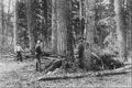619014 Man Felling Tree Using Crosscut Saw, C 26244 A4 Photo Print