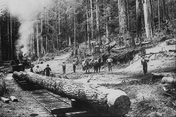 619028 Loading Logs On Bush Train, B.C., Photo W.J. Topley PA 11590 A4 Photo Print