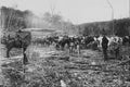 619030 Cattle Ranching, Photo W.J. Topley PA 12428 A4 Photo Print