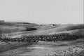 619042 Cattle Round up, 1910, Photo A. Rafton Canning PA 29767 A4 Photo Print