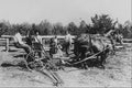 619047 Haying Scene, Bella Coola, B.C., PA 41172 A4 Photo Print