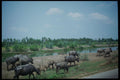 621000 Water Buffalo A4 Photo Print