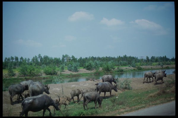 621000 Water Buffalo A4 Photo Print