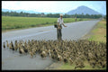 621029 Man With Ducks, Southern Vietnam A4 Photo Print