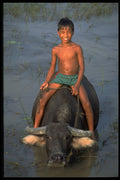 621032 Boy On Water Buffalo, Northern Vietnam A4 Photo Print