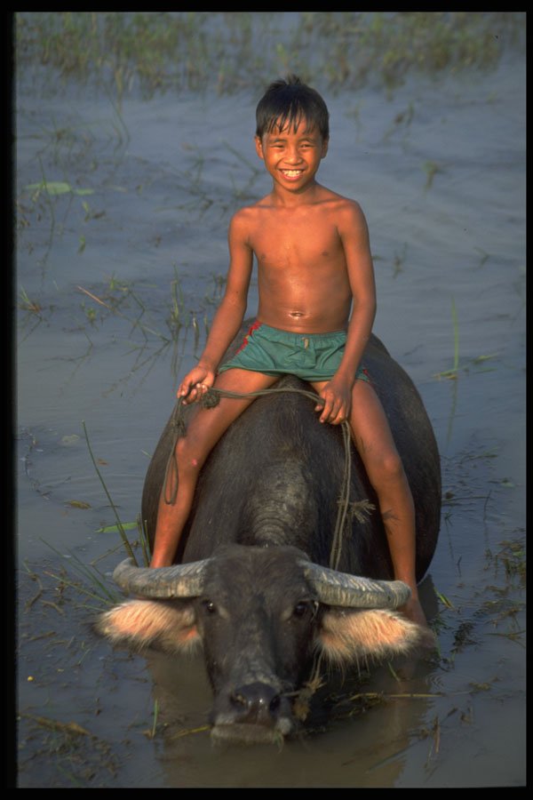 621032 Boy On Water Buffalo, Northern Vietnam A4 Photo Print