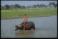 621033 Boy Riding Water Buffalo A4 Photo Print