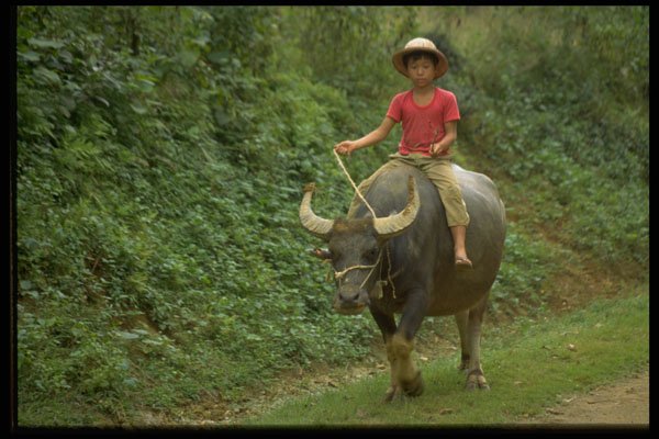 621037 Boy Riding Water Buffalo, Mau Chau, Northern Vietnam A4 Photo Print