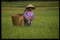 621039 Mai Chau, Northern Vietnam A4 Photo Print