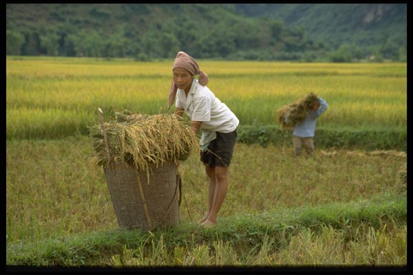 621040 Mai Chau, Northern Vietnam A4 Photo Print