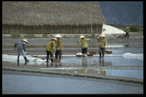 621045 Collecting Salt, Northern Vietnam A4 Photo Print