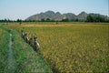 621086 Bicycles In The Rice Fields, Hoa Binh A4 Photo Print