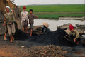 621087 People Collecting Coal, Haiphong A4 Photo Print