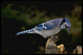 624001 Blue Jay A4 Photo Print