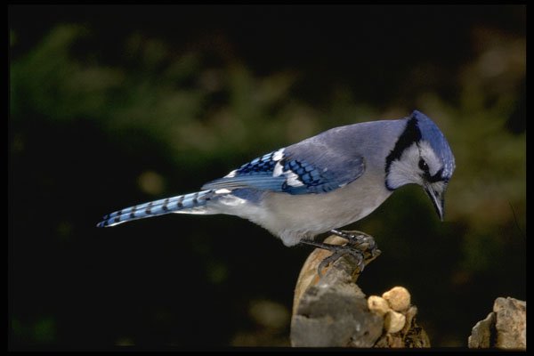 624001 Blue Jay A4 Photo Print