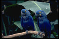 624003 Blue Parrots A4 Photo Print