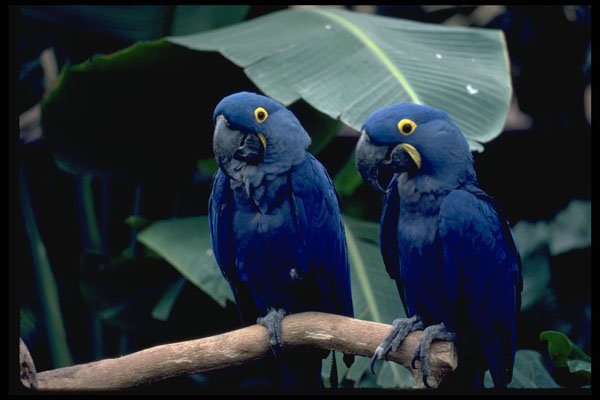 624003 Blue Parrots A4 Photo Print