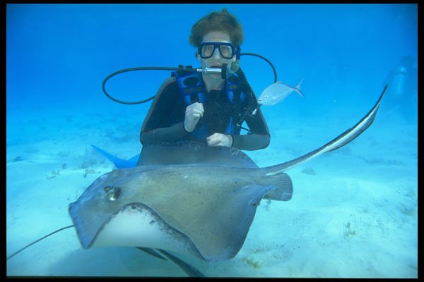 624010 Stingray And Diver, Grand Cayman A4 Photo Print
