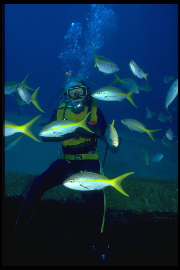 624012 Yellowtail Snapper, Grand Cayman A4 Photo Print