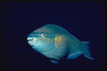 624013 The Regal Princess Parrotfish A4 Photo Print