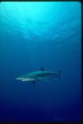 624014 The Silky Shark A4 Photo Print