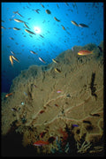 624015 Large Fans And Anthias Basslets A4 Photo Print