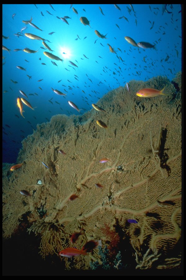 624015 Large Fans And Anthias Basslets A4 Photo Print