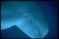 624023 Diving To Greater Depths, Vancouver A4 Photo Print