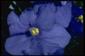 624034 African Violet A4 Photo Print
