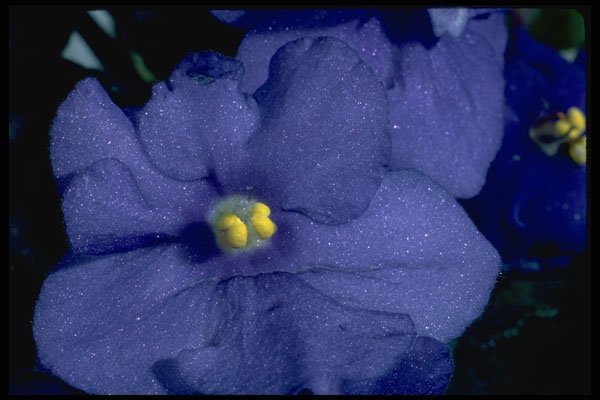 624034 African Violet A4 Photo Print