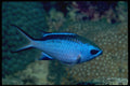 624047 Blue Chromis A4 Photo Print
