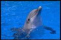 624056 Dolphin A4 Photo Print