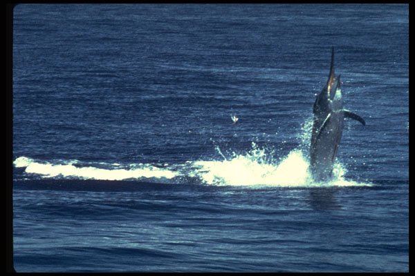 624066 Hooked Pacific Blue Marlin, Hawaii A4 Photo Print