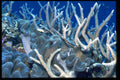 624072 Serenity Of The Blue Coral A4 Photo Print