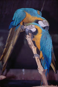 624088 Blue And Yellow Macaws A4 Photo Print