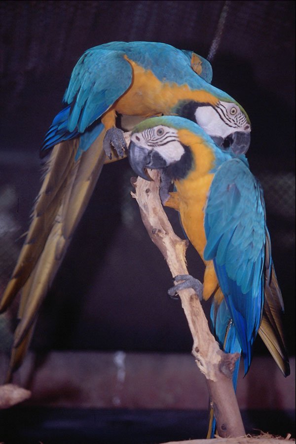 624088 Blue And Yellow Macaws A4 Photo Print